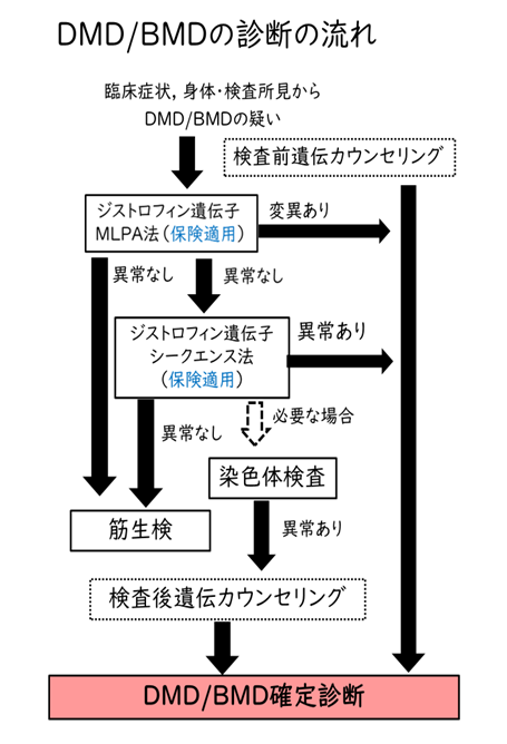 DMD/BMDの診断の流れを示すフローチャート。最上部に『臨床症状、身体・検査所見からDMD/BMDの疑い』とあり、その下に点線枠で『検査前遺伝カウンセリング』。続いて『ジストロフィン遺伝子MLPA法(保険適用)』の箱に進む。MLPA法で変異ありの場合は右側の矢印で直接赤い背景の『DMD/BMD確定診断』へ。変異なしの場合は下へ矢印が伸び、『ジストロフィン遺伝子シーケンス法(保険適用)』に移行。シーケンス法で異常ありは確定診断へ、異常なしはさらに下の『筋生検』へ。シーケンス法の箱からは必要に応じて右下の破線矢印で『染色体検査』にも分岐し、染色体検査で異常ありの場合は点線枠の『検査後遺伝子カウンセリング』を経て確定診断に至る。最終的にすべての経路が『DMD/BMD確定診断』に結ばれている。